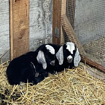 Newborn Starlight Moonbeam